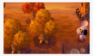 First Shot Of Topaz C - Floral Design