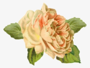 Yellow Rose Tuckdb Org - Pabuku Grußkarte Magic Just Happens