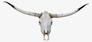 Authentic Longhorn Steer Skull - Cattle