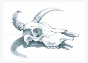 Cowskull