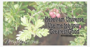 Everyday, I Wake Up And Feel So Happy - Lingonberry