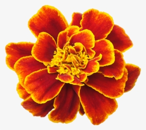 To Embroider - Marigold Png