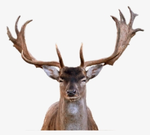 Hirsch Fallow Deer Antler Isolated Transpa - Astas De Ciervo