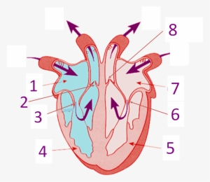 Back To Top - Structure Of The Heart Without Label