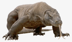 Komodo Dragon Free Download Png - Komodo Png