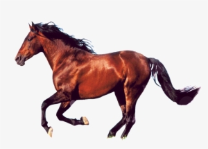 Aftm Bw Horse Running King Duvet