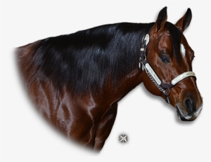 Quarter Horse Png - Sorrel