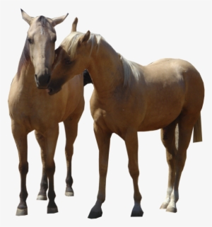 Com, Three Horses - Horse