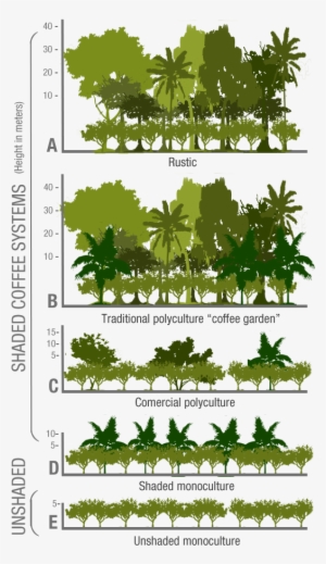 Embedded Image Permalink Coffee Study, Coffee Farm, - Moguel Y Toledo 1999