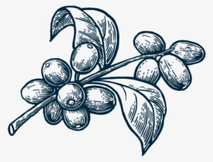 Coffee Plant - Coffee Plant Illustration Png