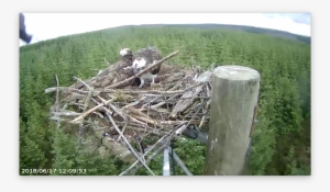 Ya Places Another Stick Forestry Commission England - Wood