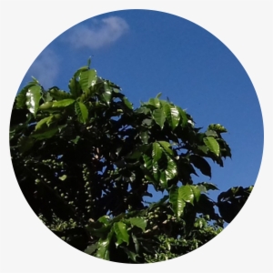 Sitio Bela Vista - Swamp Maple