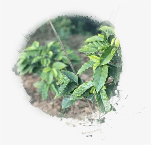Next - Houseplant