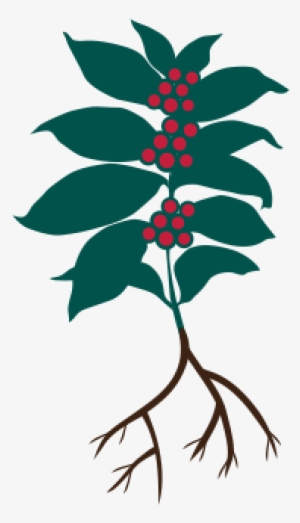 The Coffee Plant Enters Its Productive Cycle After