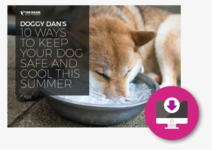 10 Ways To Keep Your Dog Safe And Cool This Summer - Dog Ice Bucket