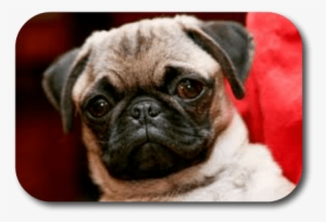 Can My Dog Overheat Even If It Feels Nice And Cool - Dog With Short Nose