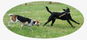 American Foxhound And Labrador Retriever Playing - American Labrador Retriever