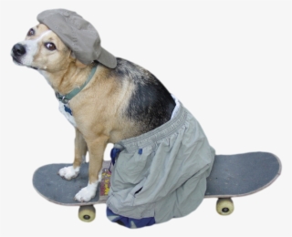 And Remember, Stay Cool - Cool Dog On Skateboard