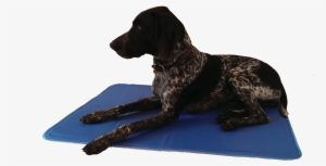 Animat Cool Gel Mat - Animalarm