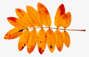 Mountain Ash, Autumn, Nature, Leaves, Red, Orange, - Autumn