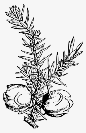 Big Image - Juniper Berries Clip Art