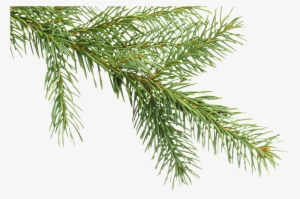 Coniferous Plant Branches Transparent Decorative - Fraser, Ltd. Festival Of Trees: Decorating Ideas