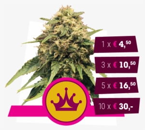Power Bud X Skunk - Royal Queen Seeds Special Queen