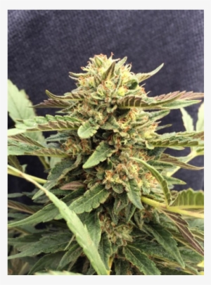 Nicht Vorrätig - Cbd Therapy