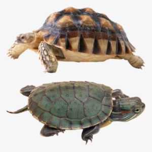 Reptiles Png