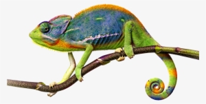 Reptiles And Invertebrates - Imagenes De Animales Reptiles