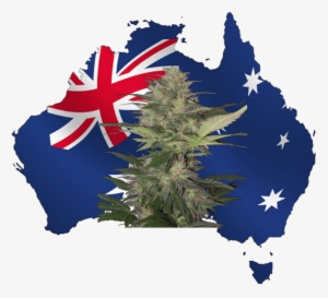 Australian Weed - Arnotts Tim Tam Double Coated Biscuit 200g.