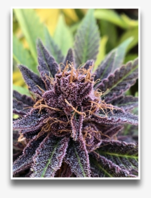 Denver Colorado - Rino Supply Company