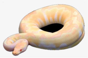 Exotic Reptiles For Your Home - - Reptile