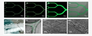 Figure S1, Patterning Particle, Protein And Hydrogel - Particle