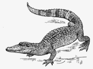 This Graphics Is Crocodile About Animals, Biology, - Crocodile Black And White Drawing
