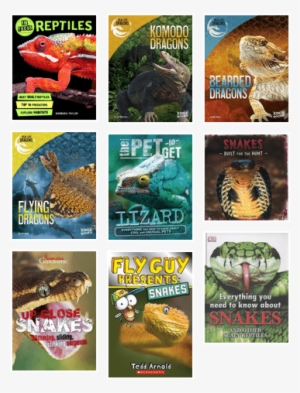 Reptiles And Amphibians - Real-life Dragons