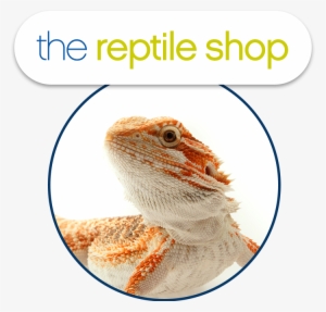 Reptiles - L Word