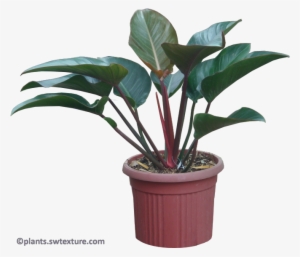 Philodendron 'red Congo' Image Resolution - Congo Philodendron Png