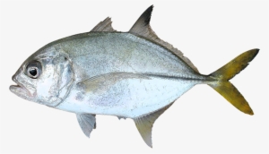Peces Png - Food