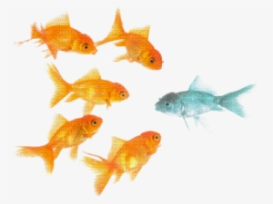 Peces - School Of Fish Png