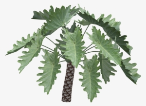 Philodendron Undulatum - Philodendron Undulatum Zt2