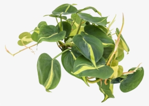 Philodendron 'brasil' - Brazil