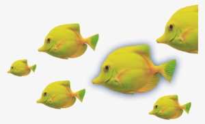 Peces - Peces De Coral Png