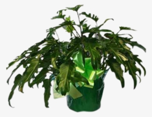 Fiddle-leaf Philodendron - Philodendron
