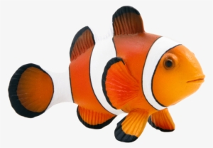 Colores Del Pez Payaso - Clown Fish