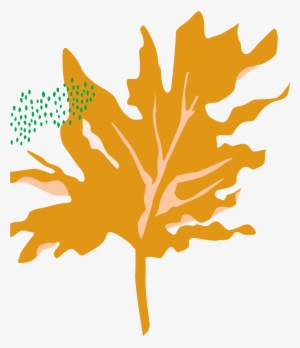 Bloomscape Philodendron Hope Selloum - Tree Philodendron