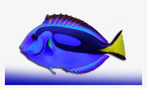 Peces Cirujano - Peces De Arrecife Png