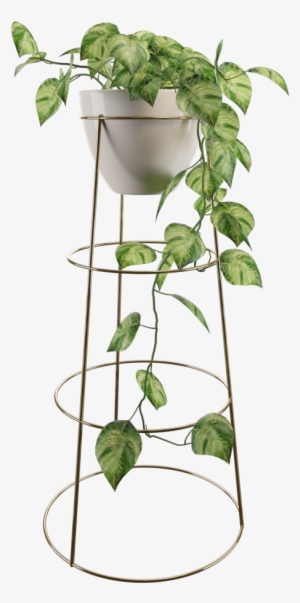 Philodendron - Houseplant