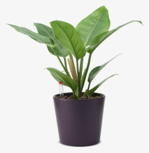 Philippine Evergreen