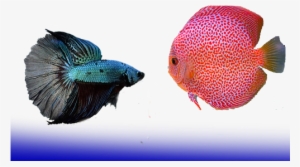 Peces Agua Dulce - Peces De Agua Fria Dulce